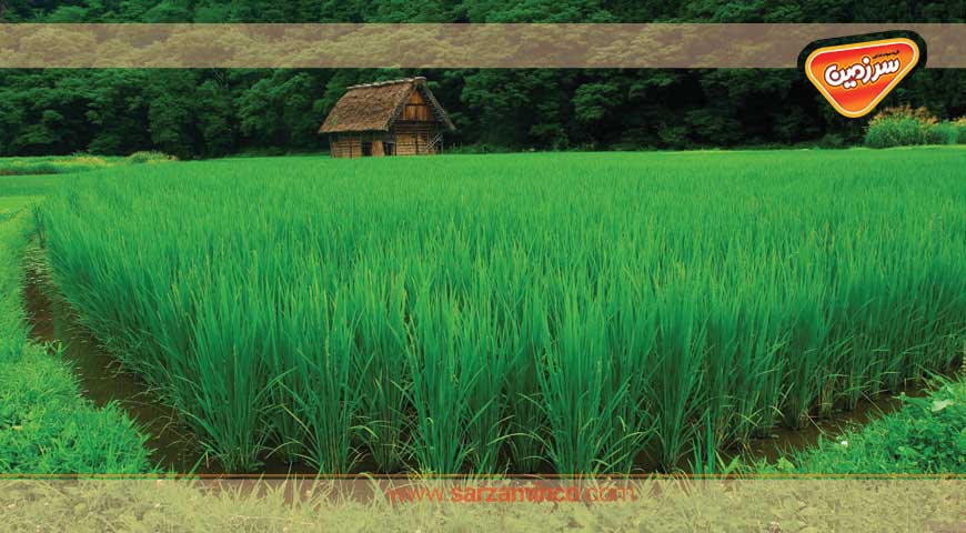 گیاه برنج